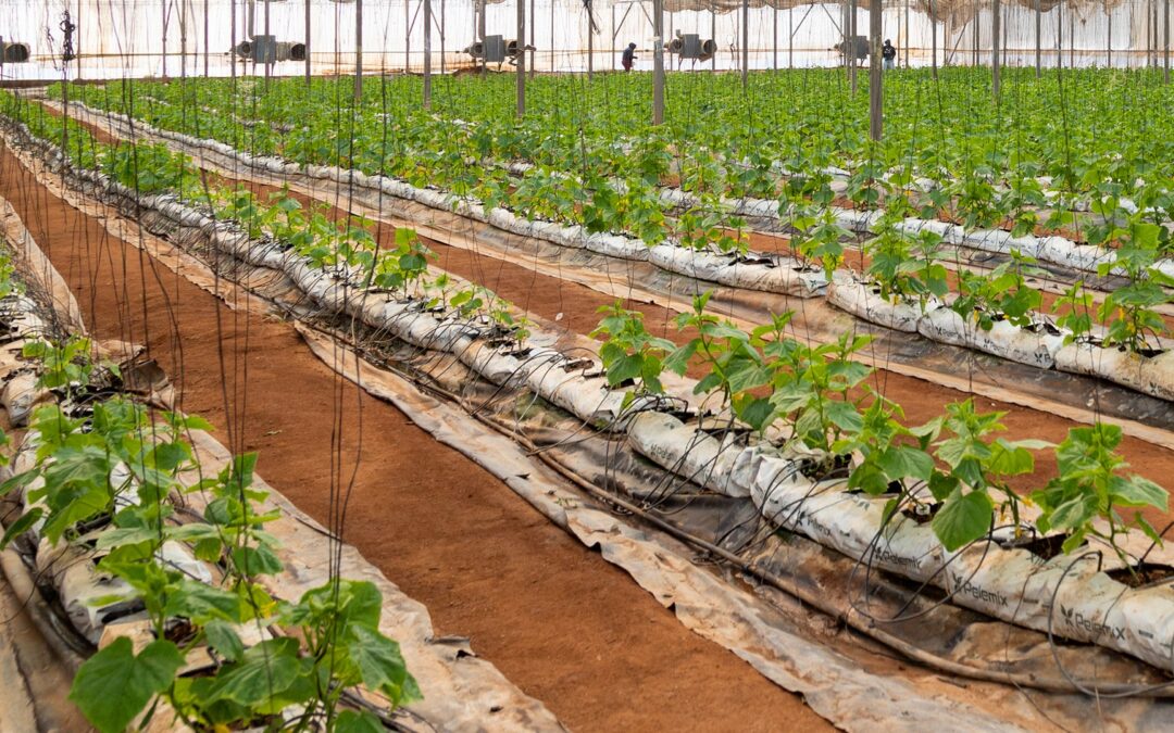 Suelo y Clima en Armonía: El Esencia del Éxito en la agricultura del Valle de Guadalupe