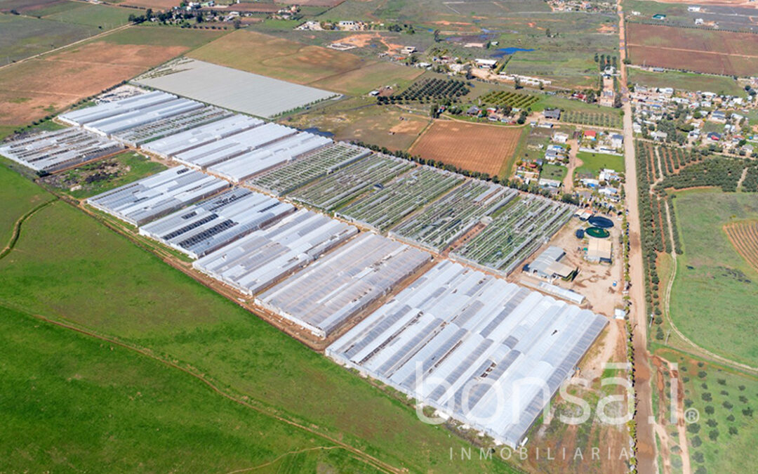 Invirtiendo en el Futuro: Valor y Tradición en los Viñedos del Valle de Guadalupe